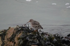 Calidris maritima