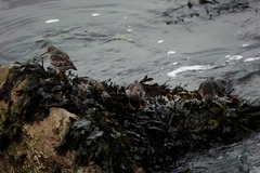 Calidris maritima