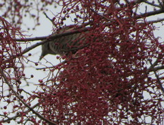 Colaptes auratus
