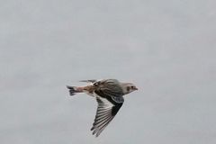 Plectrophenax nivalis