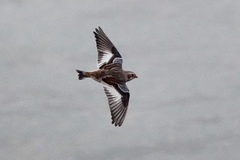Plectrophenax nivalis