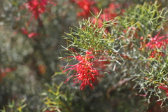 Grevillea dielsiana