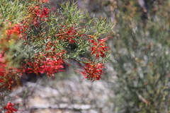 Grevillea dielsiana