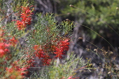 Grevillea dielsiana