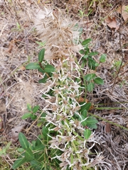 Liatris bridgesii