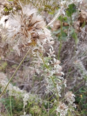 Liatris bridgesii, photograph Tom Field, CC BY, iNaturalist via GBIF
