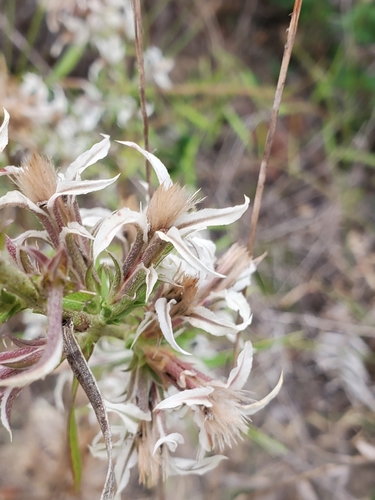 Liatris bridgesii, photograph 2