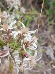 Liatris bridgesii, photograph Tom Field, CC BY, iNaturalist via GBIF