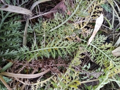 Achillea millefolium