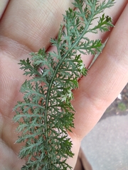 Achillea millefolium