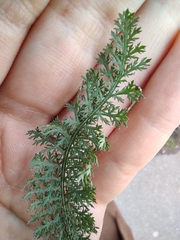 Achillea millefolium