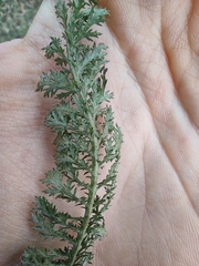 Achillea millefolium