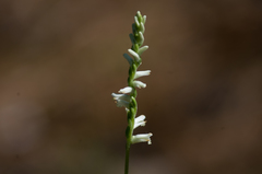 Spiranthes praecox