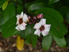 Strophanthus gratus