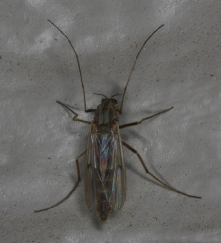 Chironomidae
