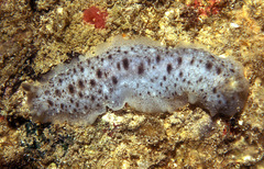 Dendrodoris elongata