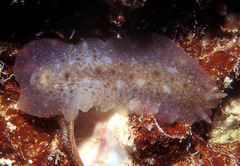Dendrodoris elongata