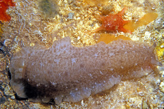 Dendrodoris elongata