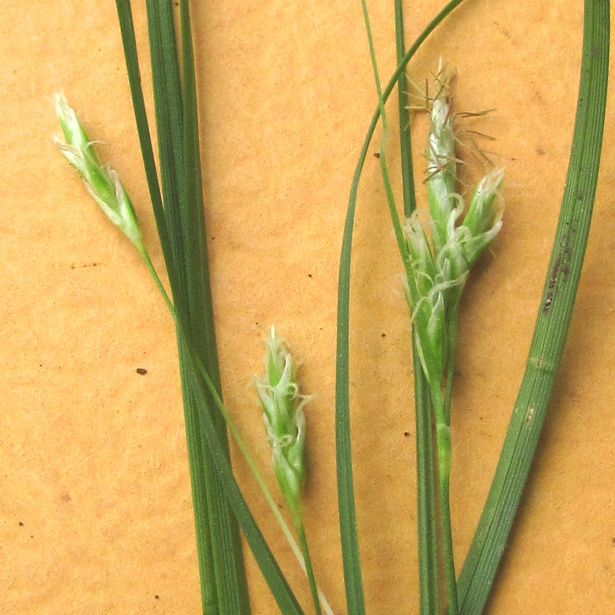 Carex planostachys