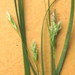 Carex planostachys - Photo (c) Chuck Sexton,  זכויות יוצרים חלקיות (CC BY-NC), הועלה על ידי Chuck Sexton