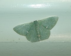 Prasinocyma iosticta