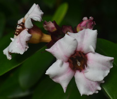 Strophanthus gratus