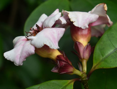 Strophanthus gratus