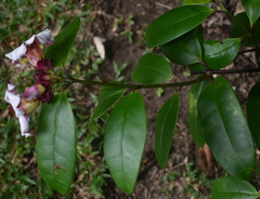 Strophanthus gratus