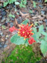 Palicourea officinalis