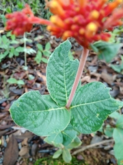 Palicourea officinalis