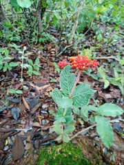 Palicourea officinalis