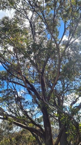 Eucalyptus blaxlandii Maiden & Cambage