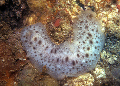 Dendrodoris elongata