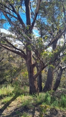 Eucalyptus blaxlandii