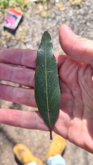 Eucalyptus blaxlandii