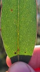Eucalyptus blaxlandii