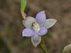 Thelymitra colensoi