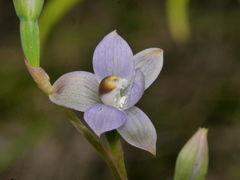 Thelymitra colensoi