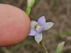 Thelymitra colensoi