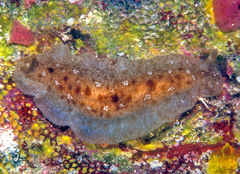 Dendrodoris elongata