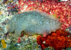 Dendrodoris elongata