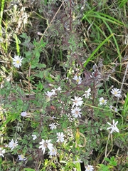 Symphyotrichum fontinale