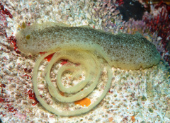 Dendrodoris elongata