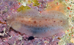Dendrodoris elongata