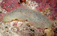 Dendrodoris elongata
