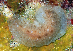 Dendrodoris elongata