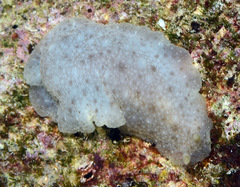 Dendrodoris elongata