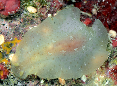 Dendrodoris elongata