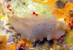 Dendrodoris elongata