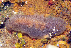 Dendrodoris elongata
